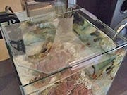 水槽の蓋のサイズオーダー販売 ガラス板の専門店オーダーガラス板 Com 水槽の蓋のサイズオーダー販売 ガラス板の専門店オーダーガラス板 Com